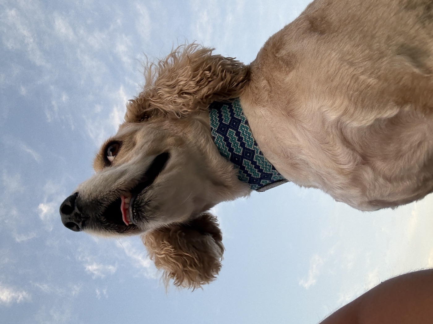 Cocker dorado mirando al cielo con su collar wayuu de cuadros azules puesto.