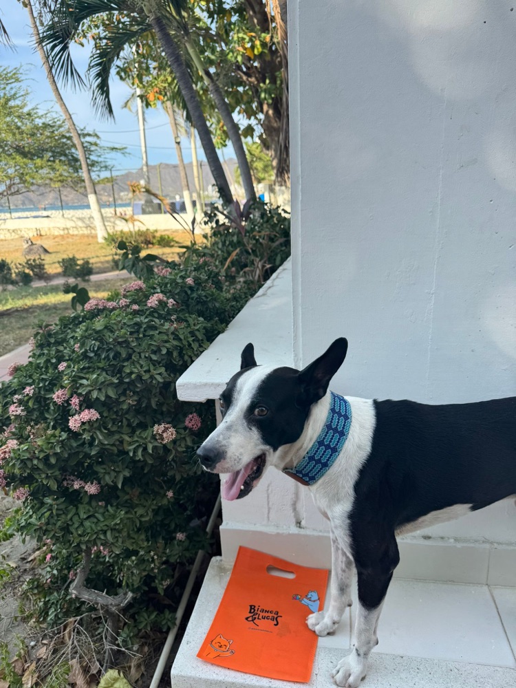 Perro blanco y negro con su collar tejido, listo para salir.