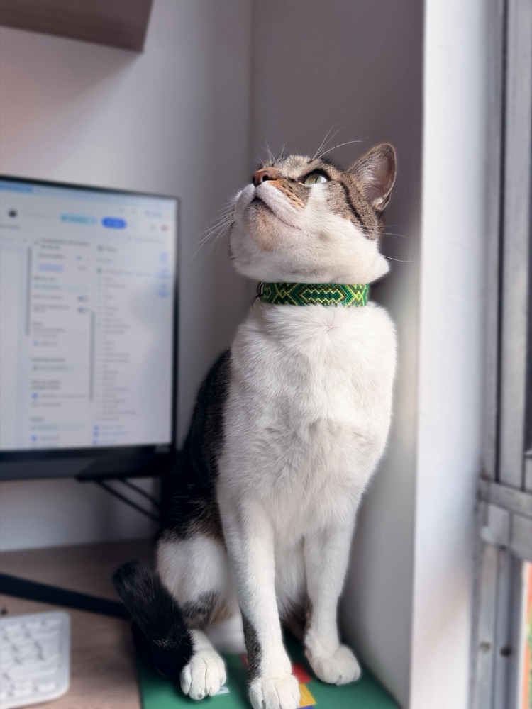Gato con collar tejido verde, vigilando desde el escritorio.