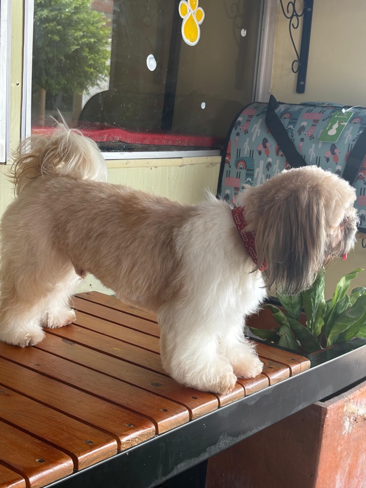 Perrito blanco con su collar puesto, asomado a la terraza.