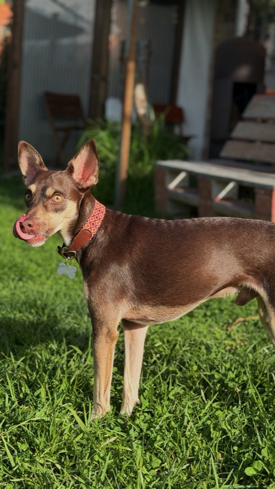 Perro criollo café con collar tejido rojo, en el jardín.
