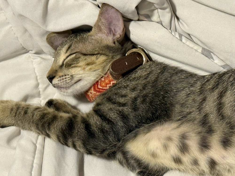 Gato atigrado descansando con su collar tejido.