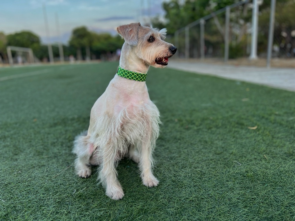 Schnauzer blanco con collar tejido verde en el pasto.