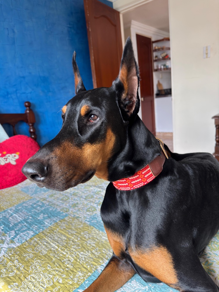Doberman con su collar tejido naranja.