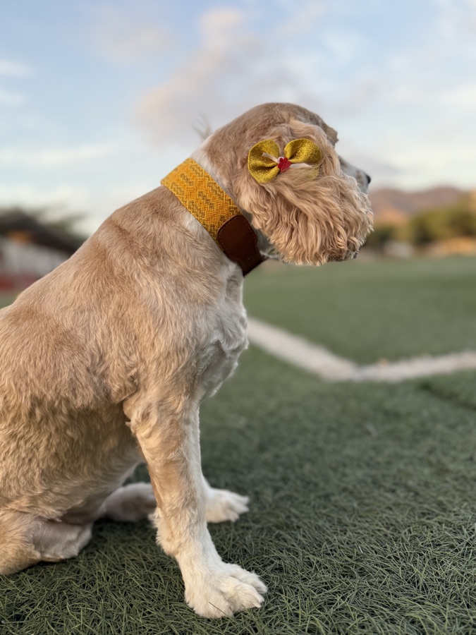 Cocker con su collar wayuu amarillo bien ajustado, con espacio para dos dedos.